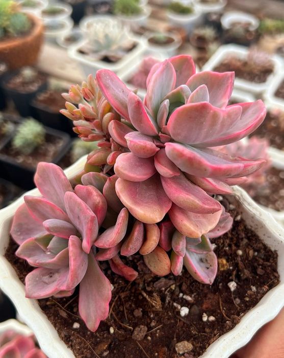 Bộ sưu tập sen đá độc đáo tại Mr.Rin Garden