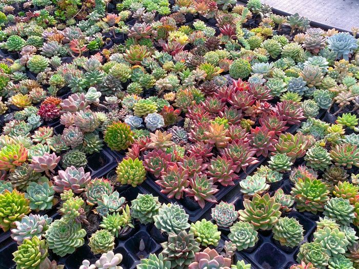 Bộ sưu tập hình ảnh ấn tượng từ SONDA Garden