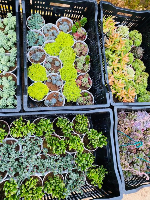 Khám phá vẻ đẹp độc đáo tại Khánh Hưng Garden