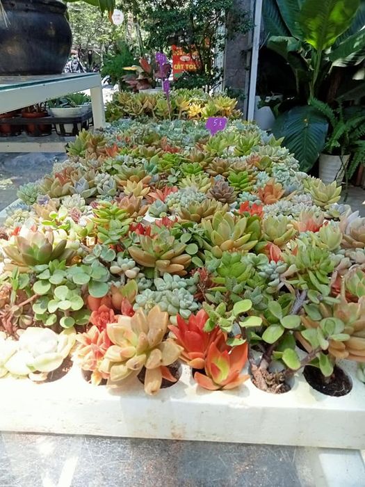 Ken Garden - Ảnh 3