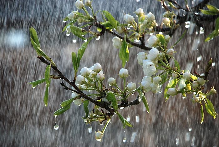 Mưa xuân - món quà tinh khôi từ bầu trời - Ảnh minh họa