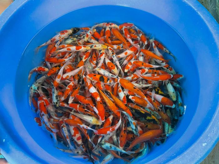 Luna Koi Farm Việt Nam ảnh 2