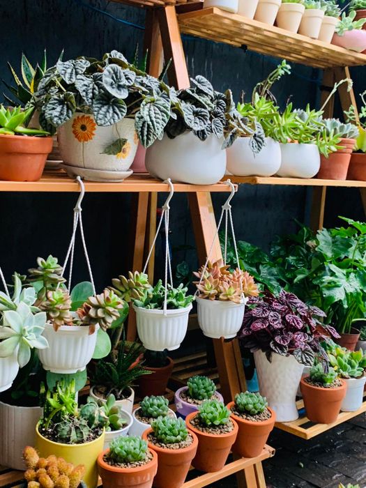 Win Garden - Ảnh 3