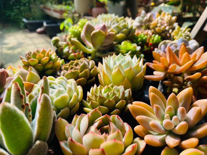 Xanh House Garden - Ảnh 1