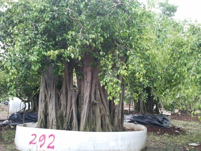 Hình ảnh minh họa cây si cổ thụ (Nguồn: internet)