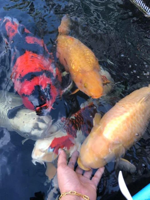 VIP KOI ảnh 1