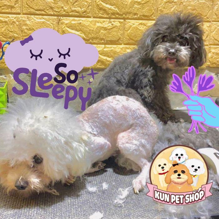 Góc nhìn cận cảnh dịch vụ tại KUN PET SHOP – Ảnh số 2