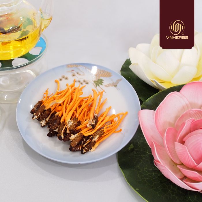 Bộ sưu tập sản phẩm đông trùng hạ thảo đa dạng từ VNHerbs