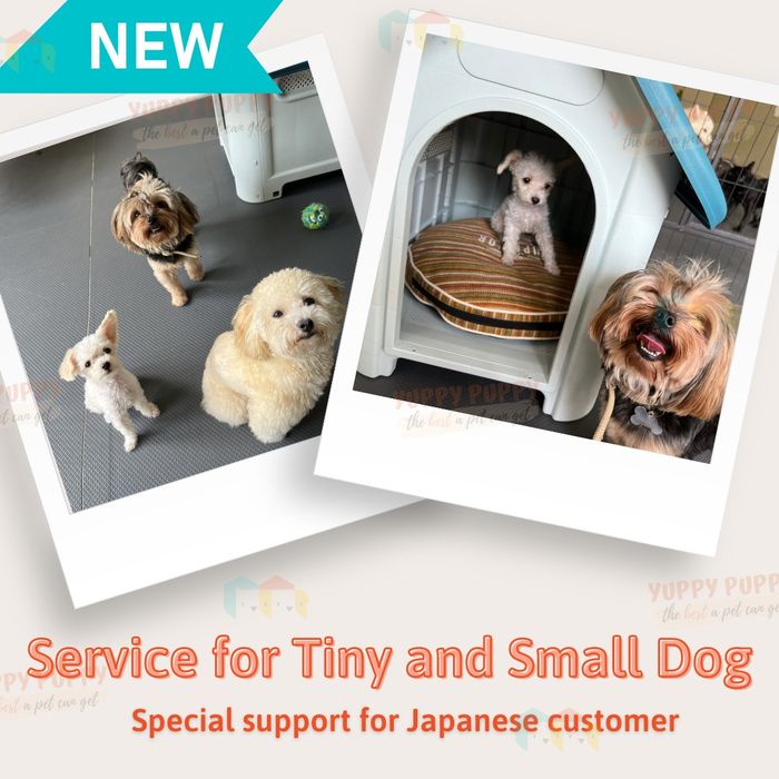 Hình ảnh Yuppy Puppy số 2