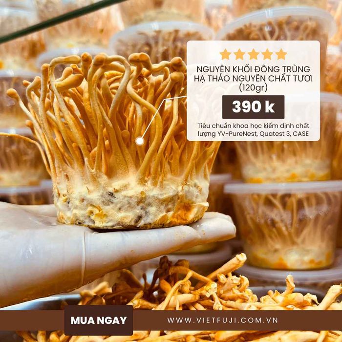 Bộ sưu tập sản phẩm đông trùng hạ thảo đa dạng từ VietFuji