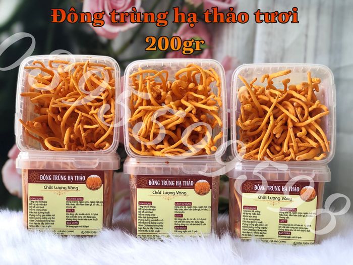 Hình ảnh quy trình sản xuất đông trùng hạ thảo chuẩn Nhật tại Chất Lượng Vàng