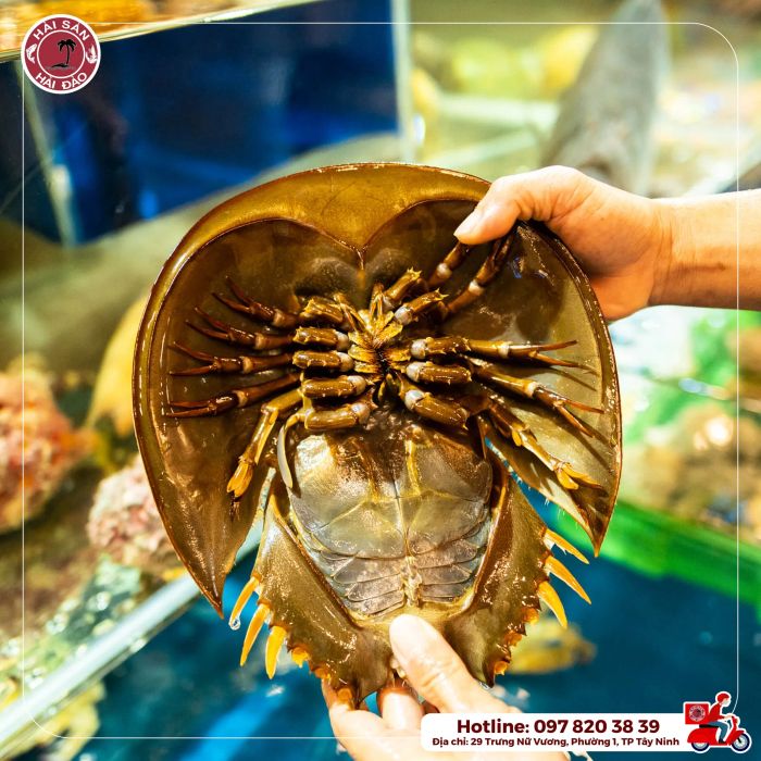 Hải Sản Hải Đảo - Góc nhìn thứ ba đầy mê hoặc