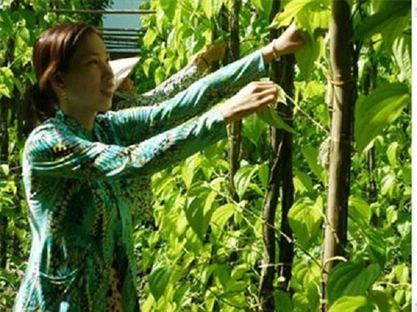Ảnh minh họa (Nguồn internet) ảnh 1