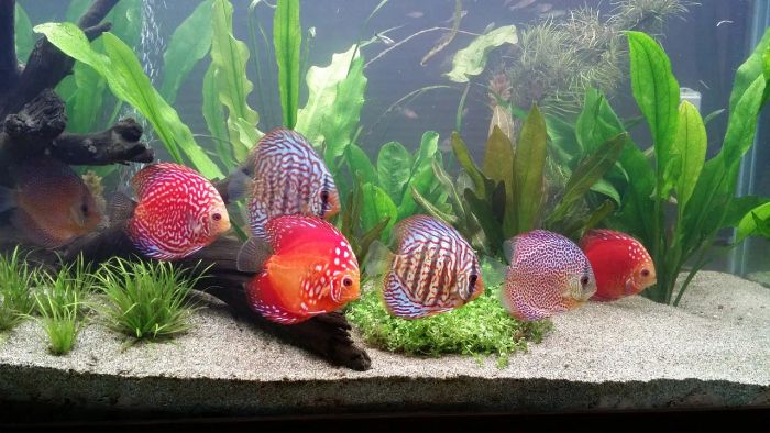 Cá Dĩa (Discus Fish) Sống Tại Lưu Vực Sông Amazon - Hình 1