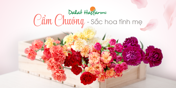 Dalat Hasfarm ảnh 1 - Những đóa hoa tươi thắm từ vùng cao nguyên Đà Lạt
