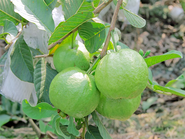 Những chùm ổi căng mọng như những chiếc đèn lồng nhỏ xinh treo lơ lửng giữa tán lá xanh mướt