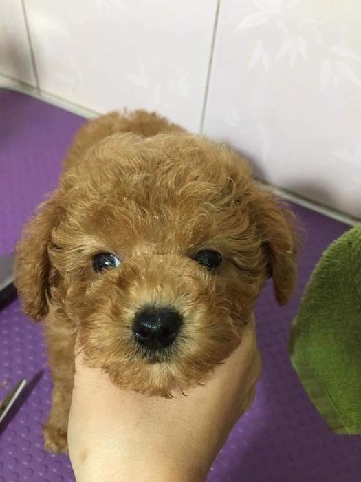 LuLu Pet Shop hình ảnh 2