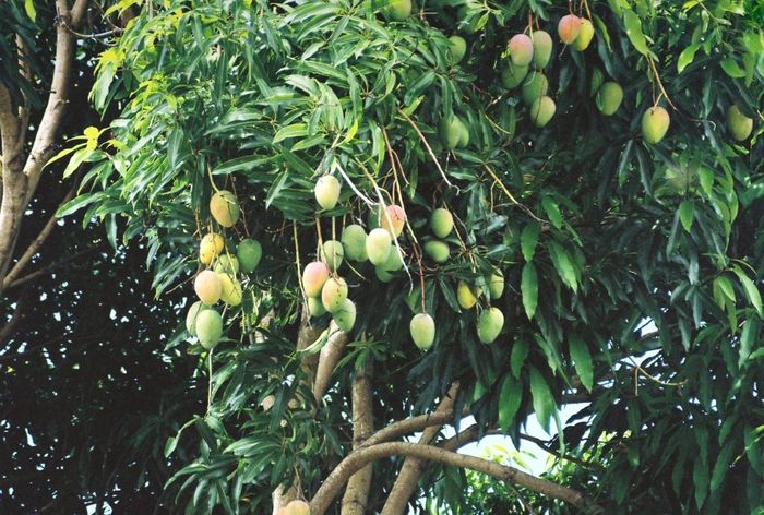 Những trái xoài non lớn lên từng ngày như đàn gà con đang chập chững khám phá thế giới