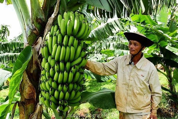Cây chuối mẹ còng lưng gánh cả buồng quả nặng trĩu với hàng chục nải chuối căng tròn, mỗi quả to bằng cổ tay trẻ thơ - hình ảnh đẹp về sự hy sinh thầm lặng.