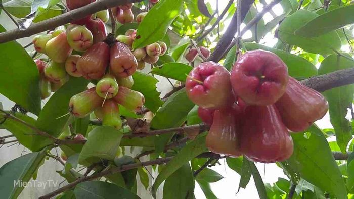 Trái mận hồng đào - Viên ngọc đỏ lấp lánh giữa vòm lá xanh, từ sắc xanh ngọc đến hồng thắm chín mọng
