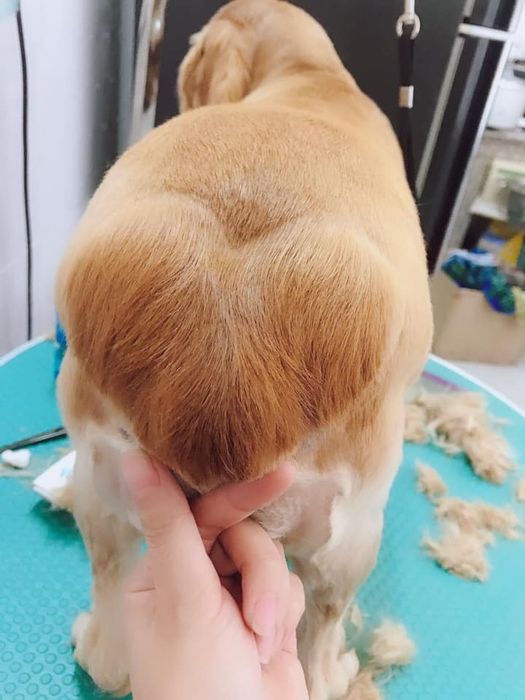 Phòng Khám Thú Y TPET hình ảnh 3