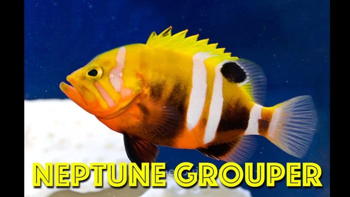 Cá Mú Neptune – Loài Cá Sống Sâu Dưới Biển - Hình 1
