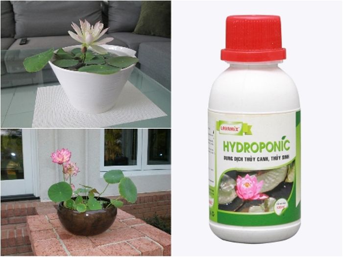 Hình ảnh minh họa 1: Dung dịch Hydroponic cho hệ thống thủy canh