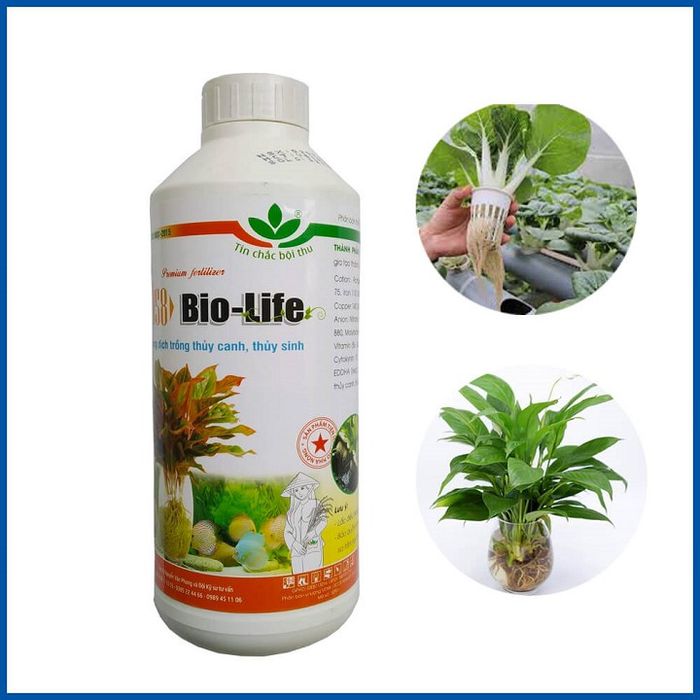 Hình ảnh 2: Ứng dụng Bio Life trong trồng rau thủy canh