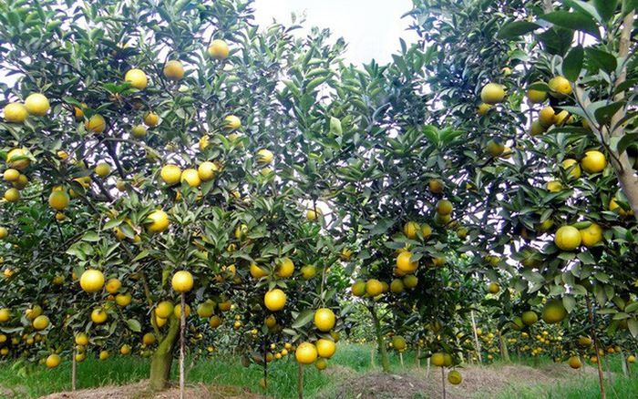 Những trái cam xanh mướt lớn bằng nắm tay, lúc lỉu trên cành như những đèn lồng tí hon. Ảnh minh họa