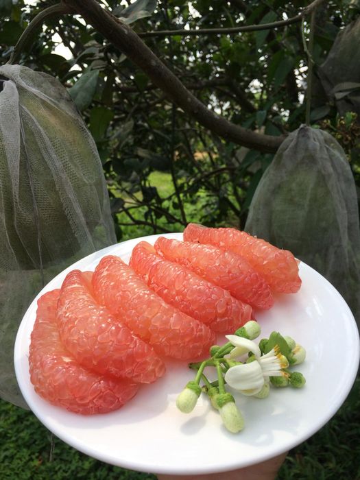 Rau sạch Vườn của Mẹ ảnh 3