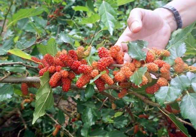 Hình ảnh minh họa cách chế biến lá dâu tằm làm thuốc tiêu sữa