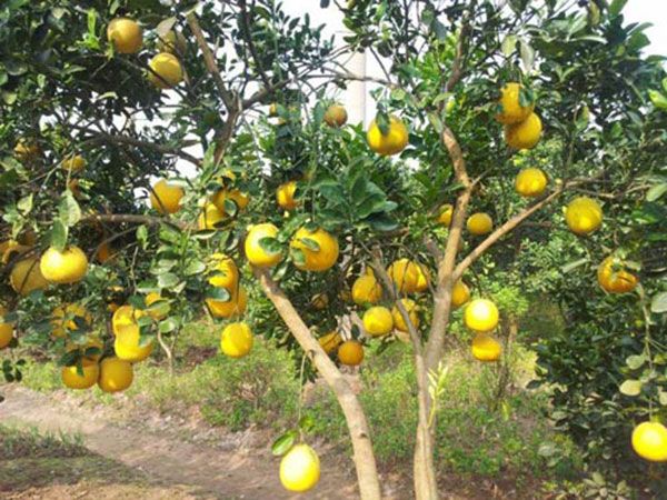 Dáng cây bưởi cổ thụ với những cành lá sum suê, tỏa bóng mát cả một góc vườn. Ảnh minh họa