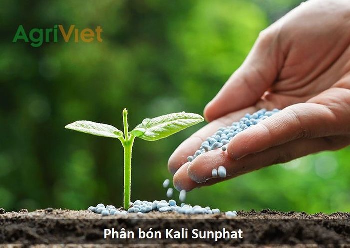 Kali sunfat - thành phần vàng trong phân bón hữu cơ cao cấp. Ảnh minh họa