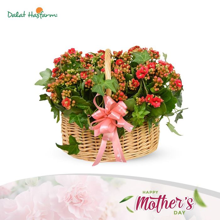 Dalat Hasfarm ảnh 2