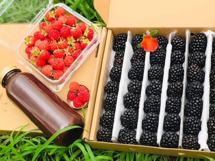 Rau sạch Vườn của Mẹ ảnh 1