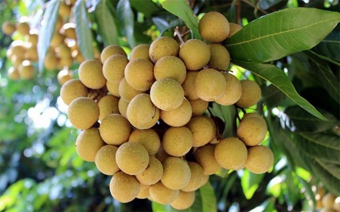 Cây nhãn - Người lao động thầm lặng của thiên nhiên, miệt mài mang tinh hoa đất trời trao tặng con người
