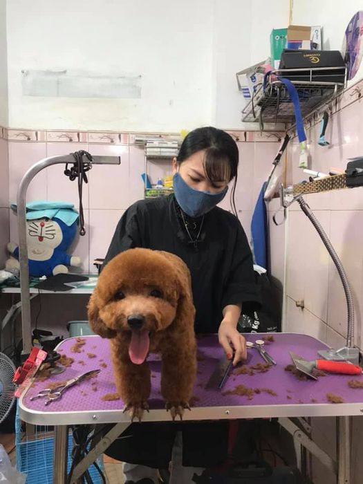 LuLu Pet Shop hình ảnh 1