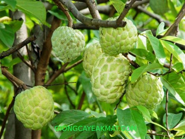 Quả na căng mọng với lớp vỏ đặc biệt được tạo hình bởi những mắt xanh nhạt xếp đều nhau, tựa như chiếc mai rùa bé nhỏ đang ngủ say.