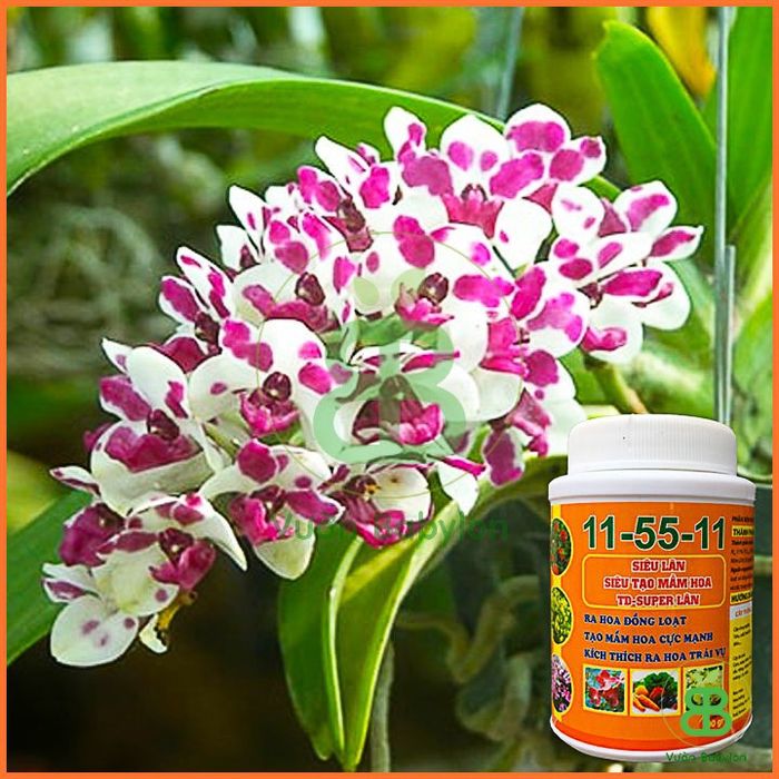 Hình ảnh chi tiết Phân Bón Siêu Lân 11-55-11