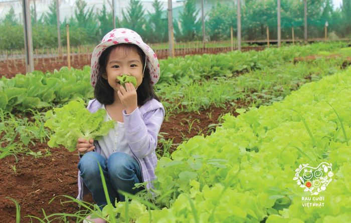 Rau Cười Việt Nhật ảnh 3