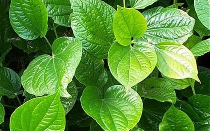 Lá lốt - thực phẩm vàng giúp mẹ giảm sữa hiệu quả sau cai sữa