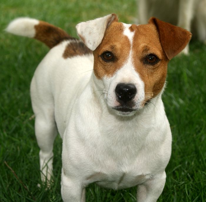 Jack Russell Terrier - Bậc thầy săn mồi tốc độ