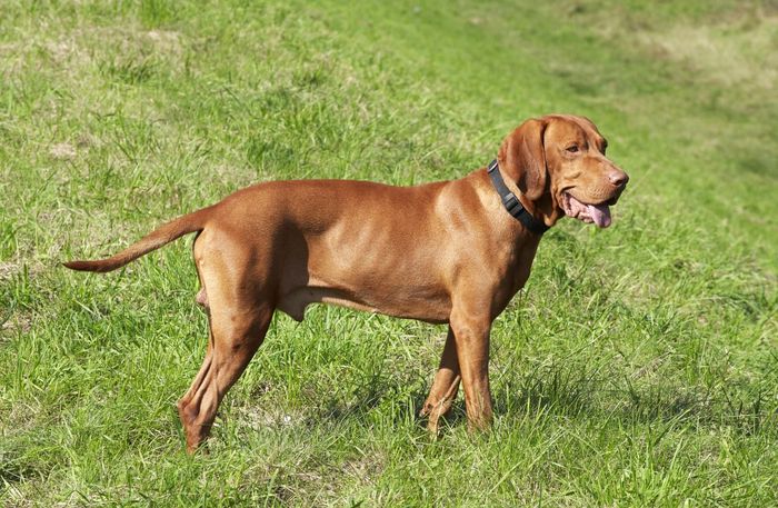 Vizsla - Tinh hoa săn bắn với vẻ đẹp quý tộc đến từ Hungary
