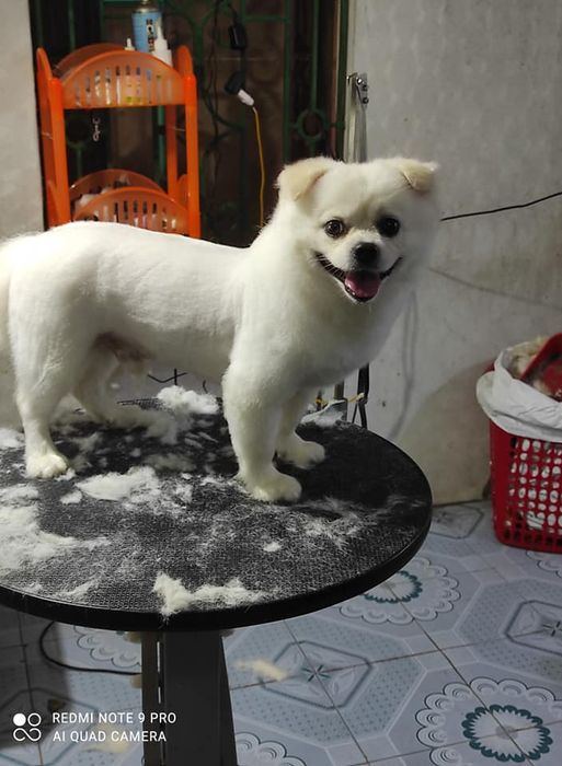 Phòng khám thú y Trọng Nghĩa hình ảnh 1