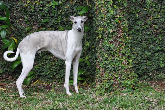 Whippet - Tác phẩm nghệ thuật di động của làng chó săn Anh Quốc