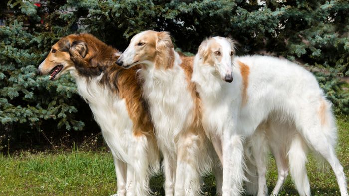 Borzoi - Chiến binh săn sói với vẻ đẹp hoàng gia Nga