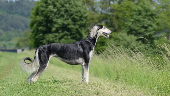 Saluki - Kiệt tác thanh lịch với tốc độ như gió lướt trên sa mạc