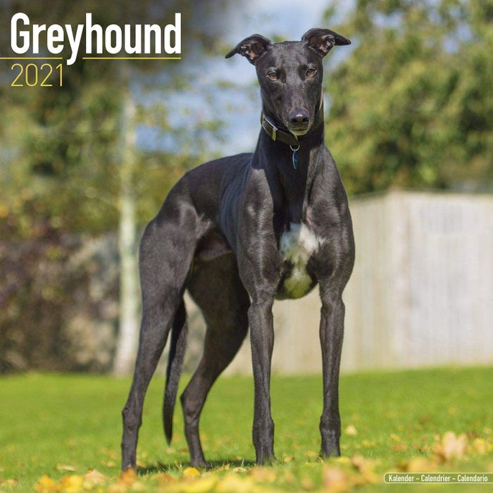 Greyhound - Từ vận động viên đua chó đến thú cưng được yêu thích toàn cầu