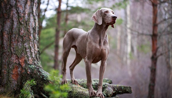 Weimaraner - Chiến binh săn mồi với bộ lông bạc kiêu hãnh