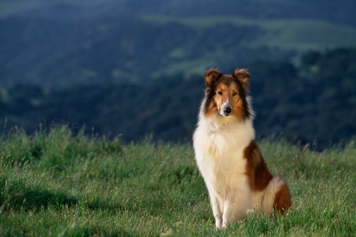 Border Collie - Bậc thầy chăn gia súc với đôi mắt thôi miên